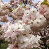 八重桜とミツバチさん♪