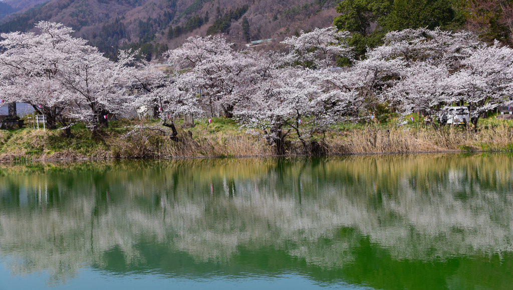 公園の春
