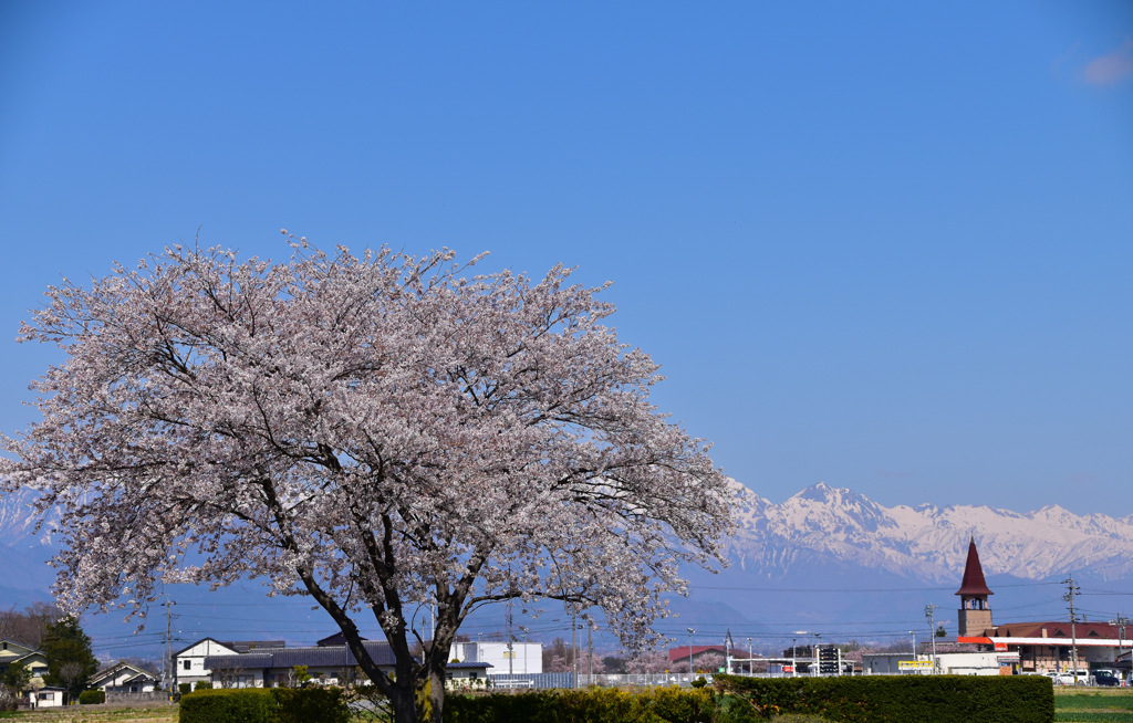 アルプスと一本桜