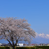 アルプスと一本桜