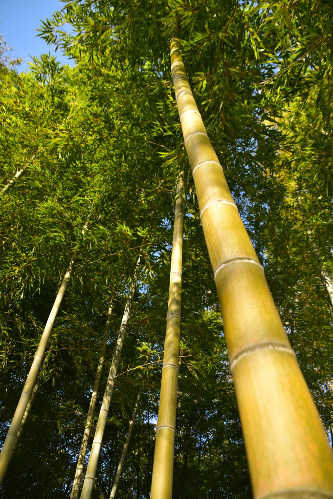 青空に向かって
