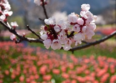 お花見気分♪