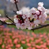 お花見気分♪