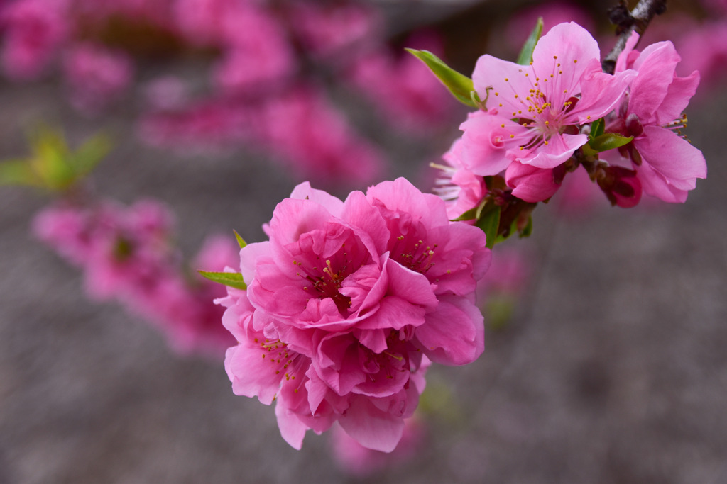 桃の花