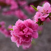 桃の花