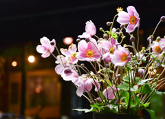 軽井沢散策♪    ピンクの花…