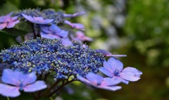 紫陽花の小径