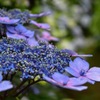 紫陽花の小径