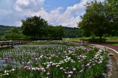 初夏の彩り