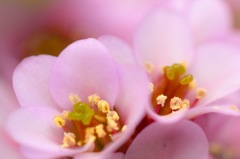 桜餅の花びら♪