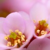 桜餅の花びら♪