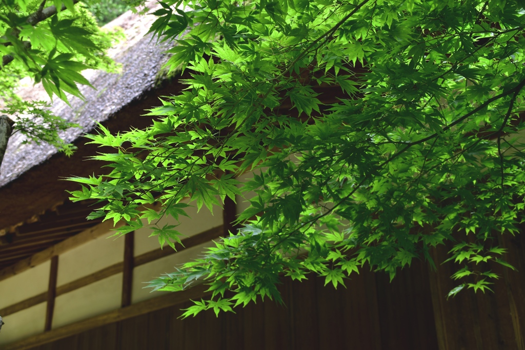 雨上がりの新緑