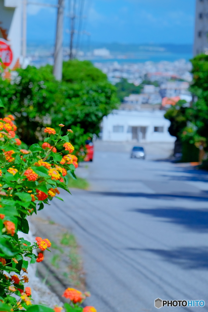 花と道