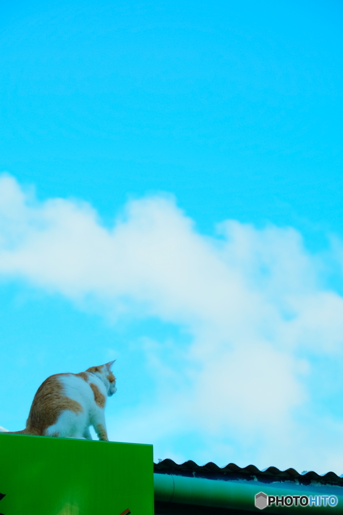 猫と空