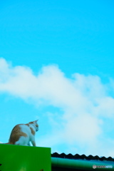 猫と空
