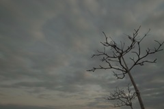 秋の枯木