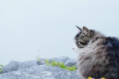 野良猫