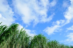 いい天気