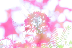 花を覗いてみませんか？