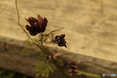 枯茶