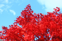 紅葉と空