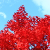 紅葉と空