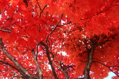 紅葉
