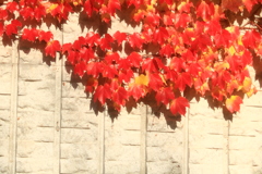 紅葉と壁