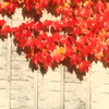 紅葉と壁