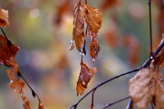 紅い葉