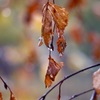 紅い葉