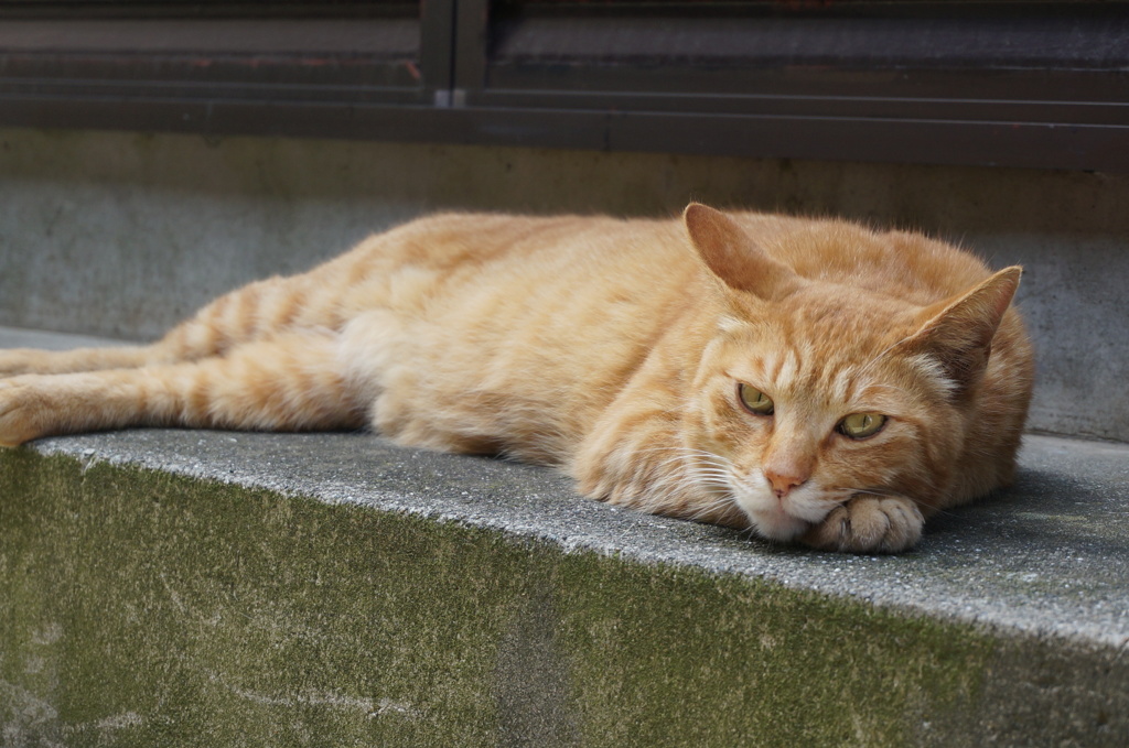 野良猫