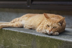 野良猫