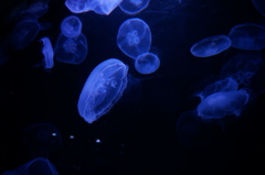 海月-くらげ-