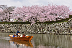姫路城　桜　観光日和3