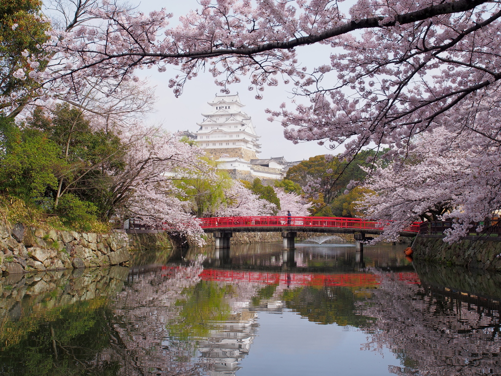 姫路城　桜