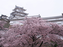姫路城　桜9