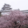 姫路城　桜9