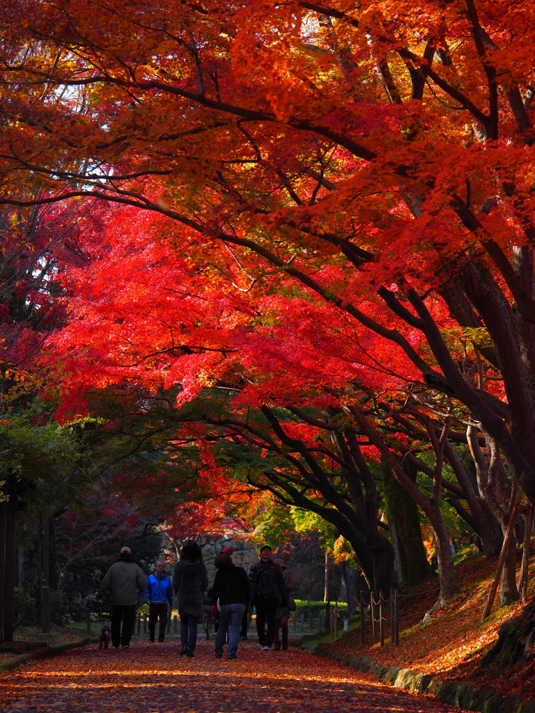 紅葉の光の下