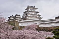 姫路城　桜7