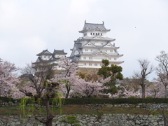 姫路城　桜11