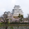 姫路城　桜11