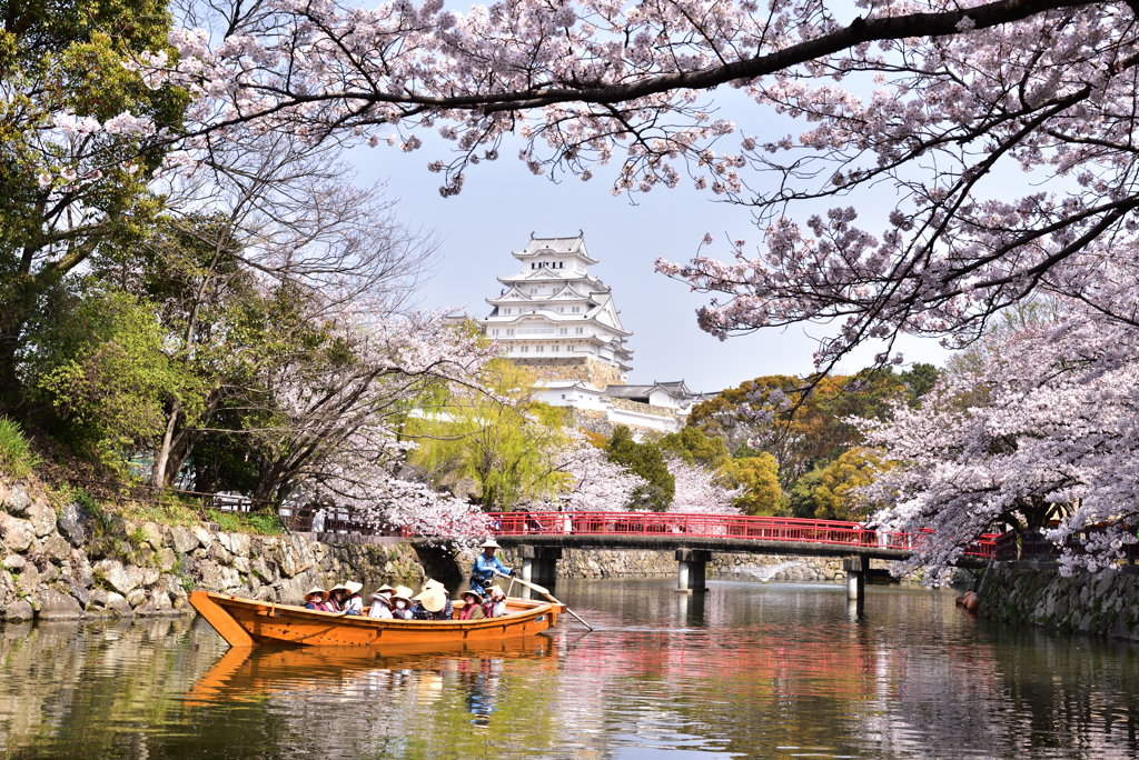 姫路城　桜　４