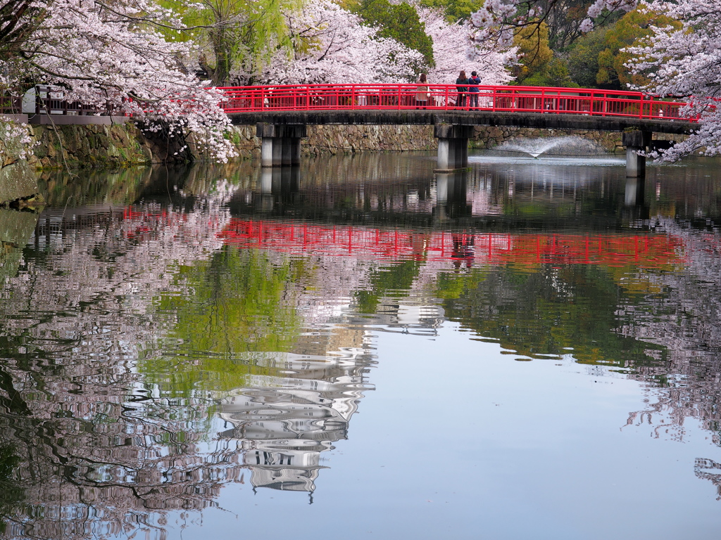 姫路城　桜2