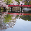 姫路城　桜2