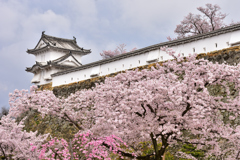姫路城　桜12
