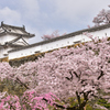 姫路城　桜12