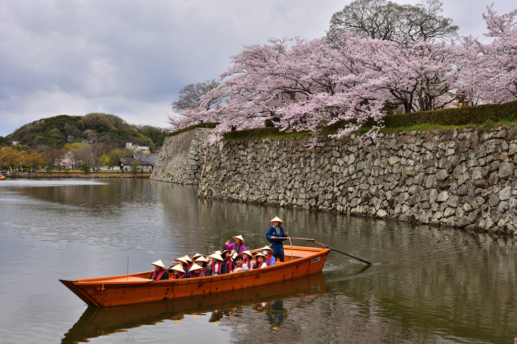 姫路城　桜　観光日和4