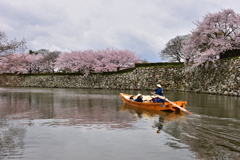 姫路城　桜　観光日和5