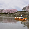 姫路城　桜　観光日和5